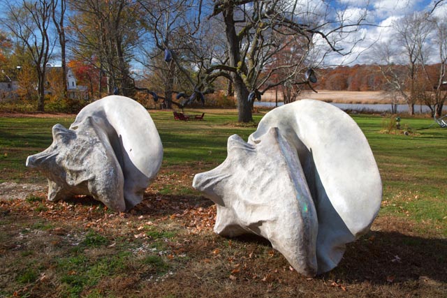 Conch Shells at the Bee and Thistle Inn